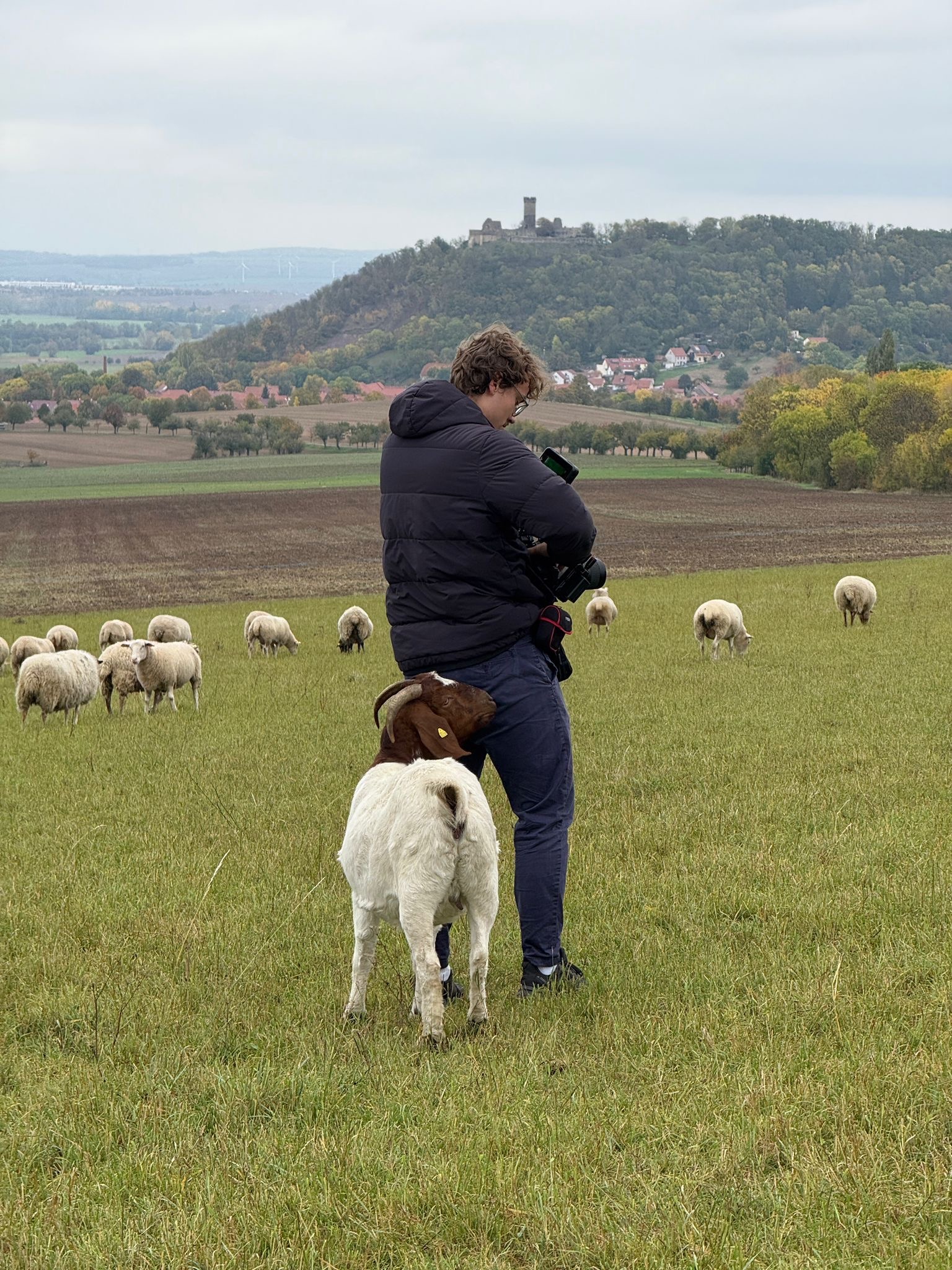 Leon wird beim Videodreh auf Weide von Ziege am Po beschnuppert