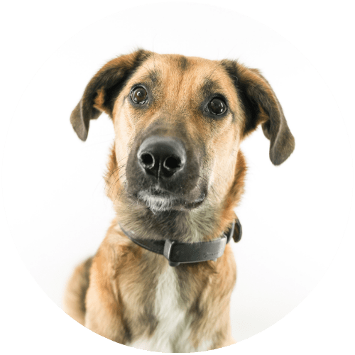 Bürohund Willy