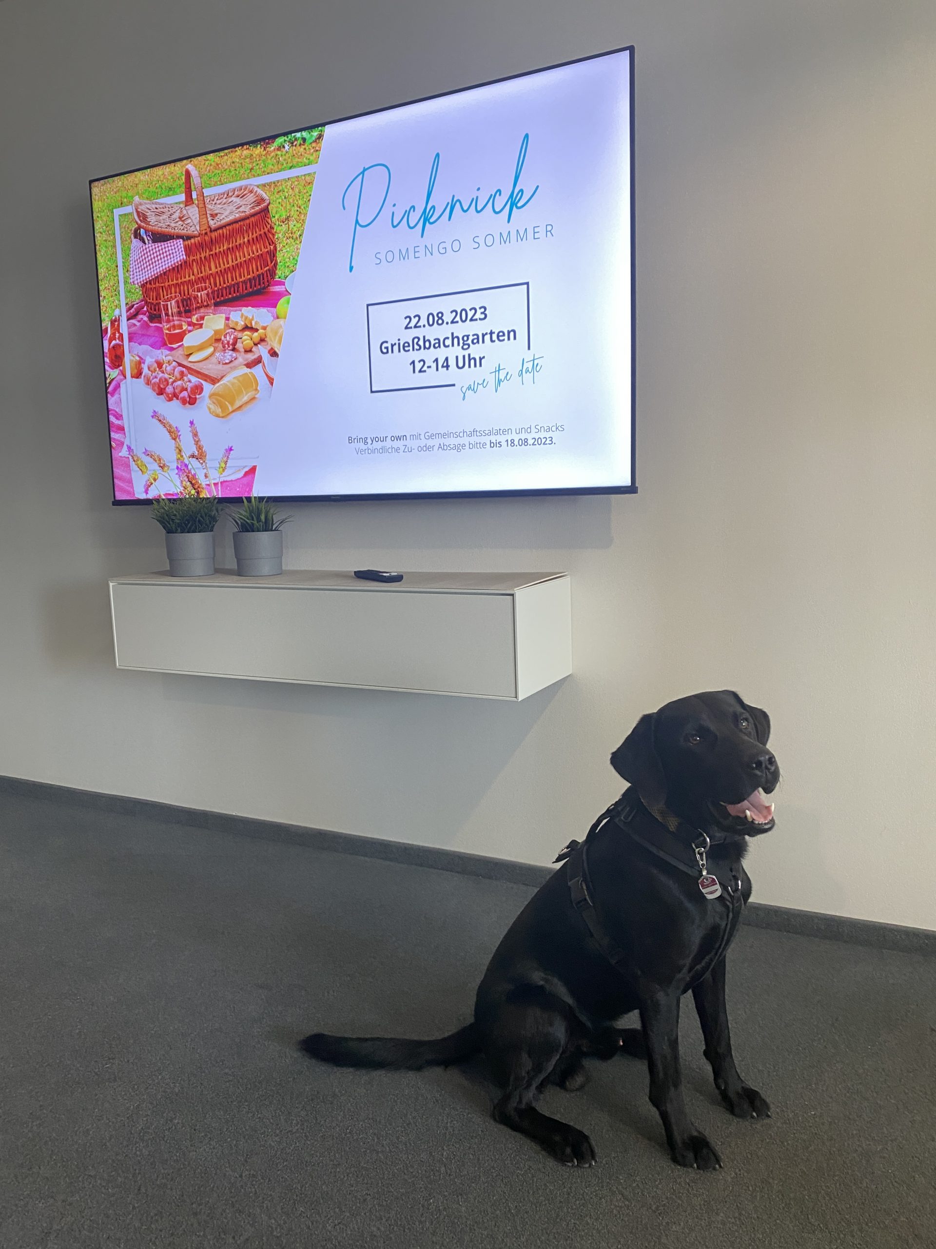 Ein schwarzer Hund sitzt vor einem Fernseher, auf dem ein Bild zu sehen ist